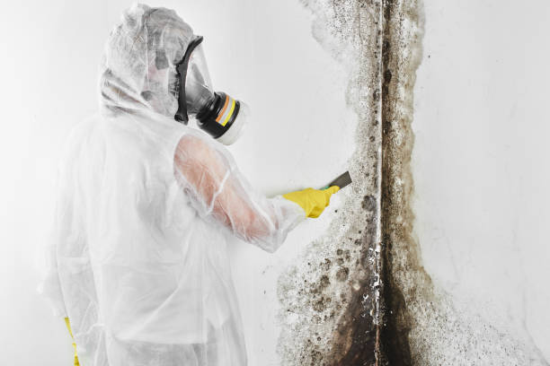 Best Air Quality Testing for Mold Spores  in Bloomsburg, PA